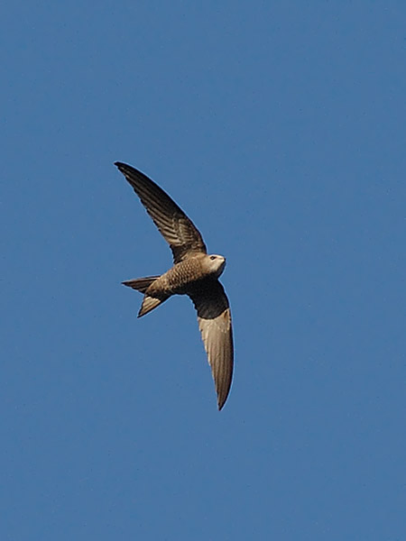 Vaaleakiitäjä, Pallid Swift, Apus pallidus